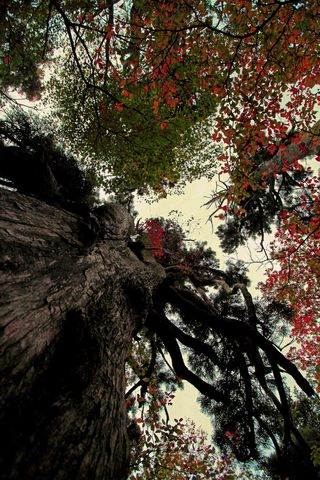 巨木杉の秋化粧.jpg
