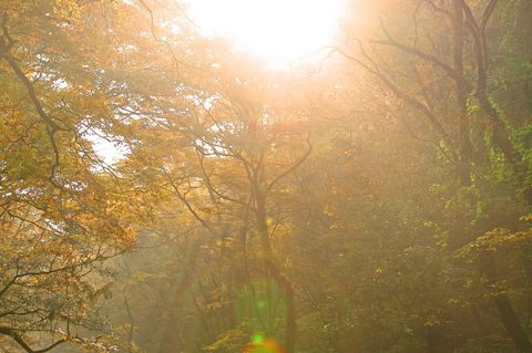 秋の光.jpg